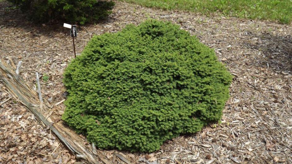 Picea Abies 'little Gem' - View 16 from www redcrocus com