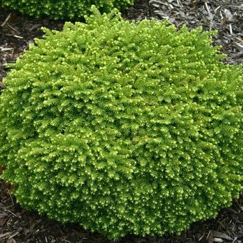 Picea Abies 'little Gem' - View 17 from www redcrocus com