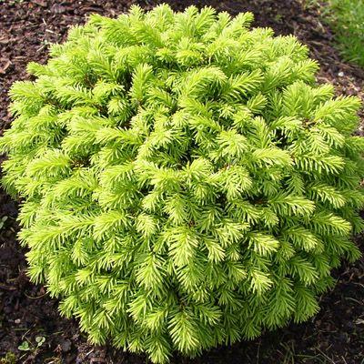 Picea Abies 'little Gem' - View 20 from www redcrocus com