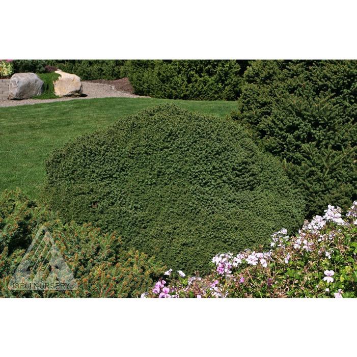 Picea Abies 'little Gem' - View 21 from www redcrocus com
