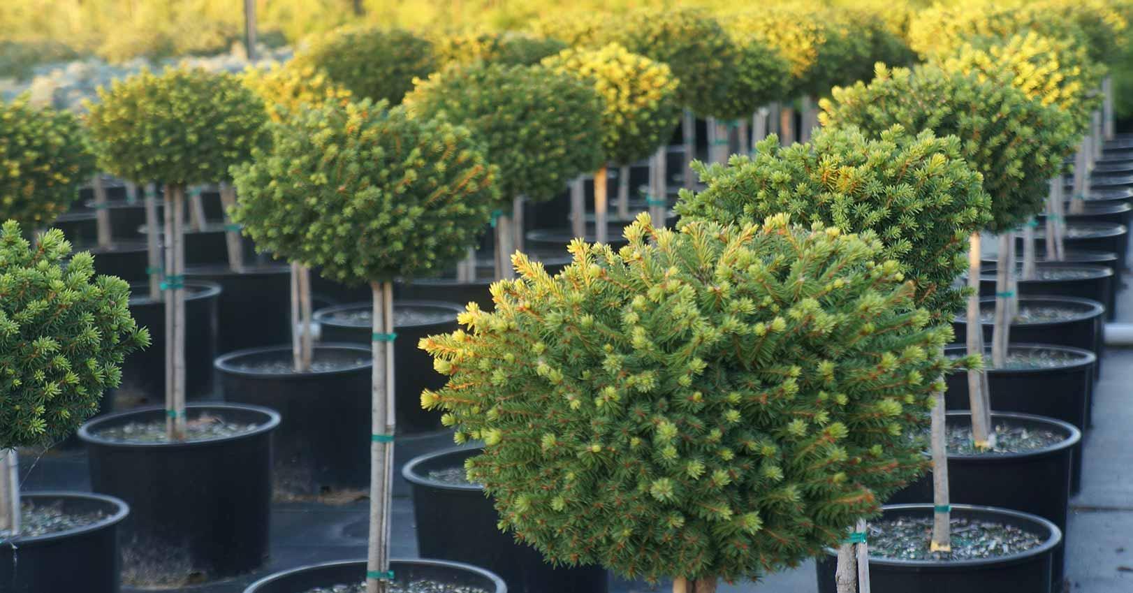 Picea Abies 'little Gem' - View 23 from www redcrocus com