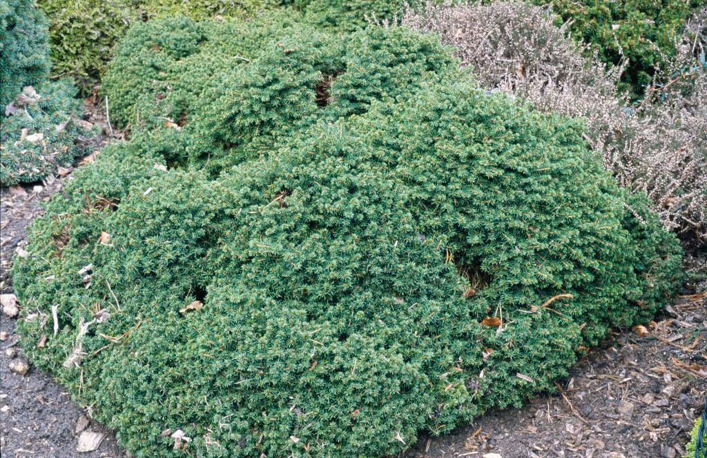 Picea Abies 'little Gem' - View 24 from www redcrocus com