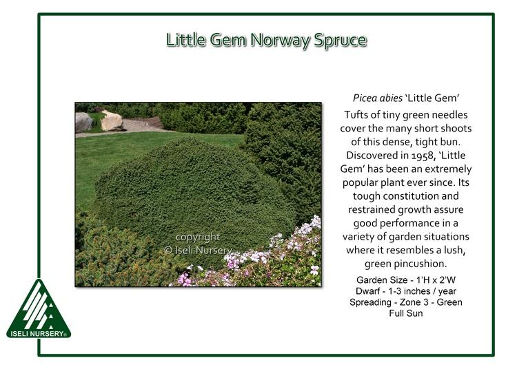 Picea Abies 'little Gem' - View 25 from www redcrocus com