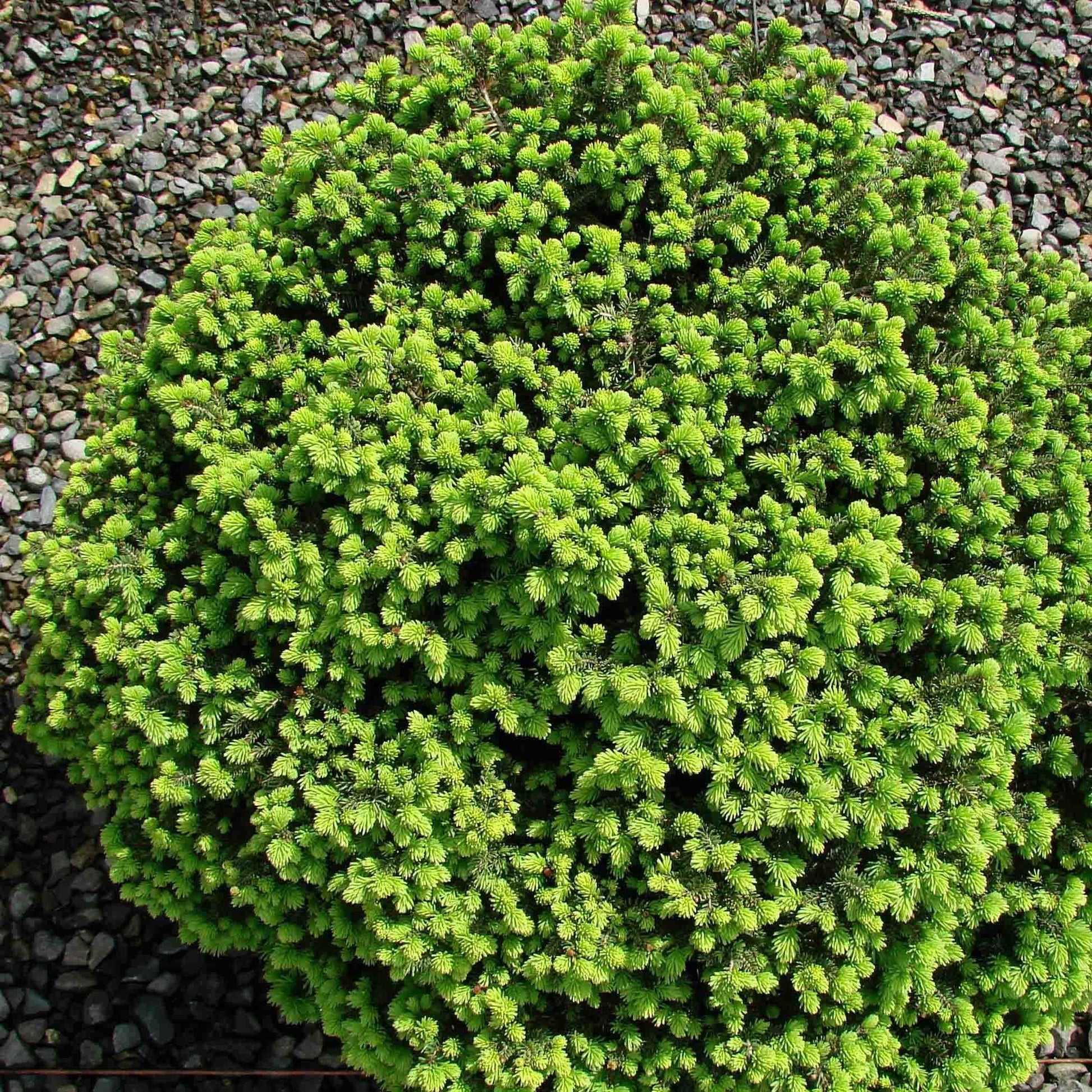 Picea Abies 'little Gem' - View 26 from www redcrocus com
