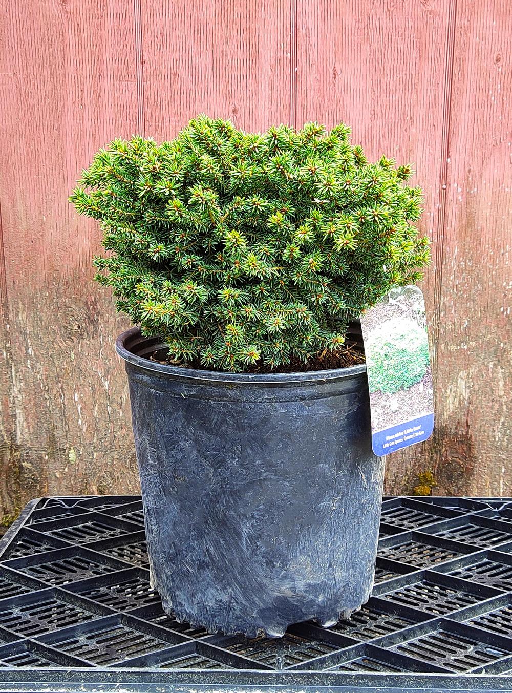Picea Abies 'little Gem' - View 27 from www redcrocus com