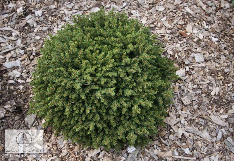 Picea Abies 'little Gem' - View 28 from www redcrocus com