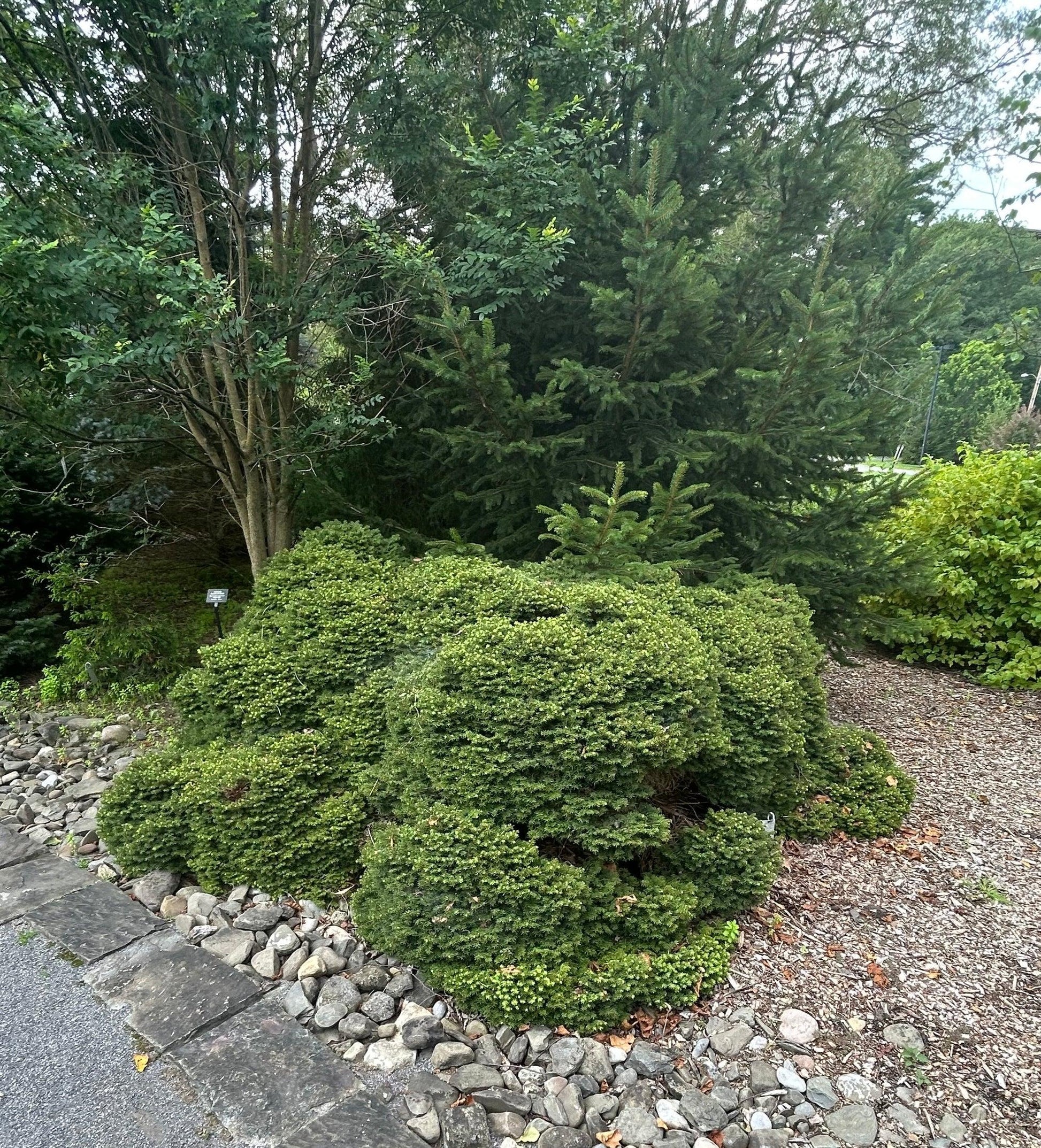 Picea Abies 'little Gem' - View 29 from www redcrocus com