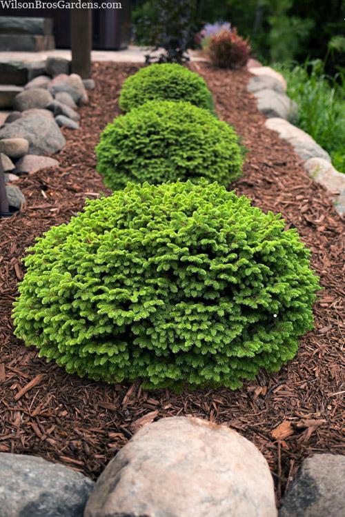 Picea Abies 'little Gem' - View 2 from www redcrocus com
