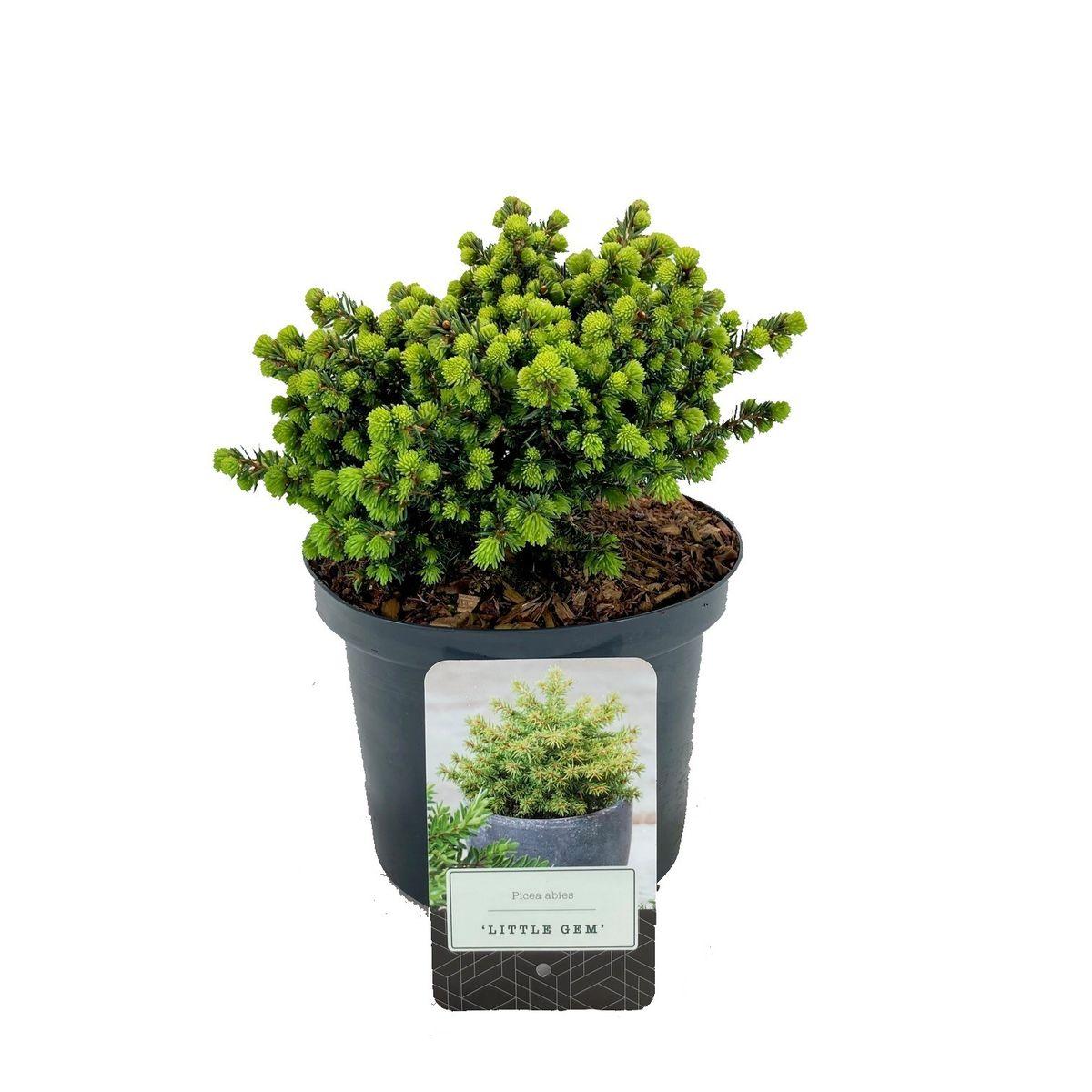 Picea Abies 'little Gem' - View 30 from www redcrocus com