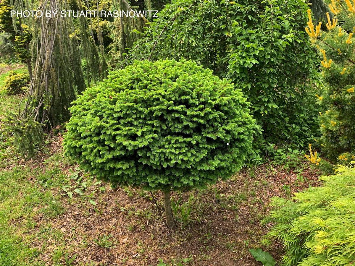 Picea Abies 'little Gem' - View 31 from www redcrocus com