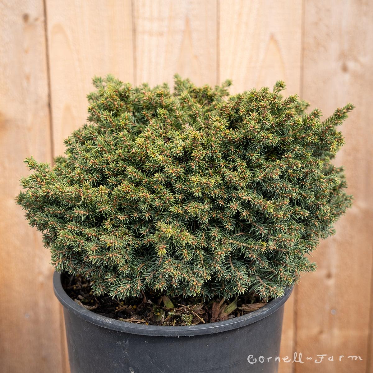 Picea Abies 'little Gem' - View 32 from www redcrocus com