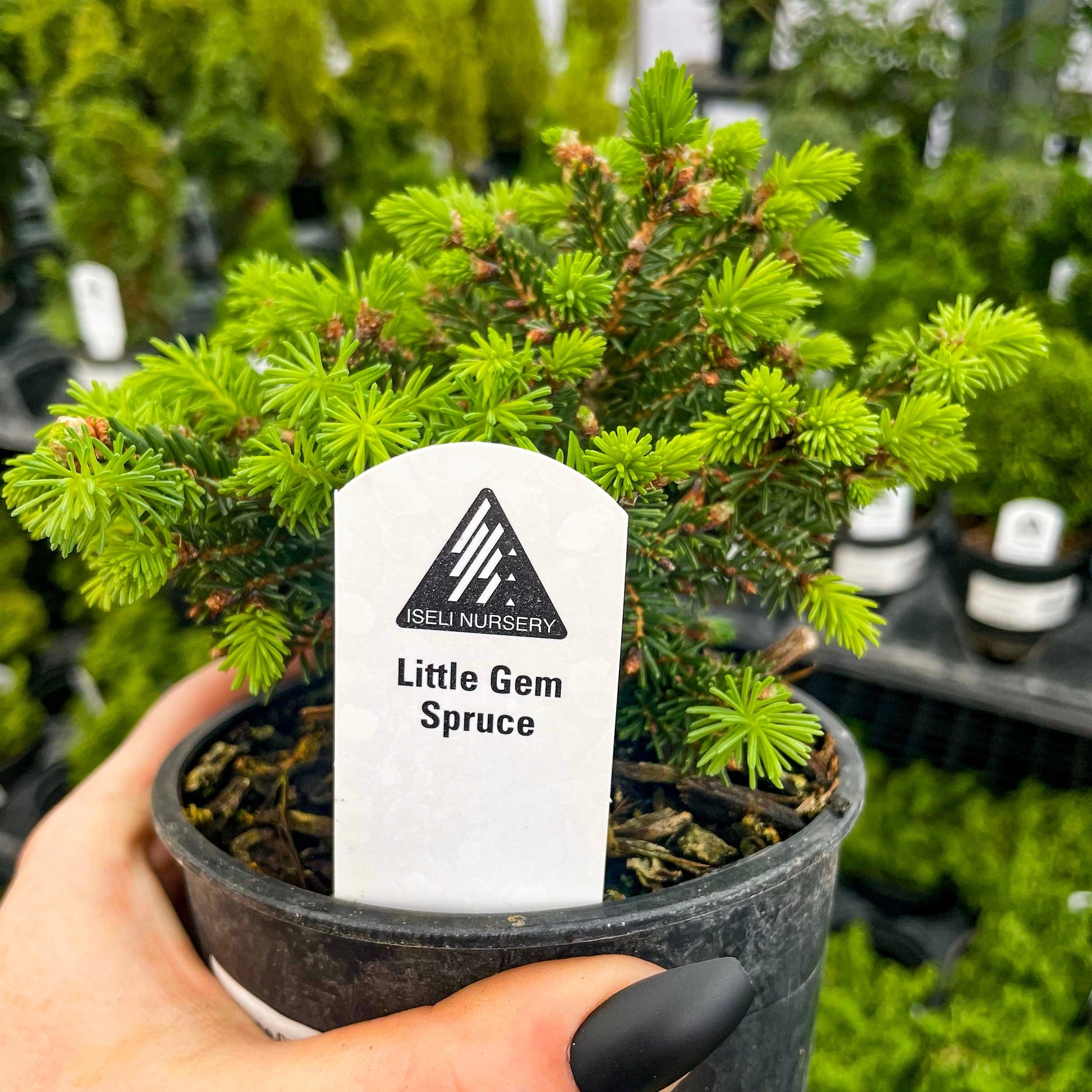 Picea Abies 'little Gem' - View 33 from www redcrocus com