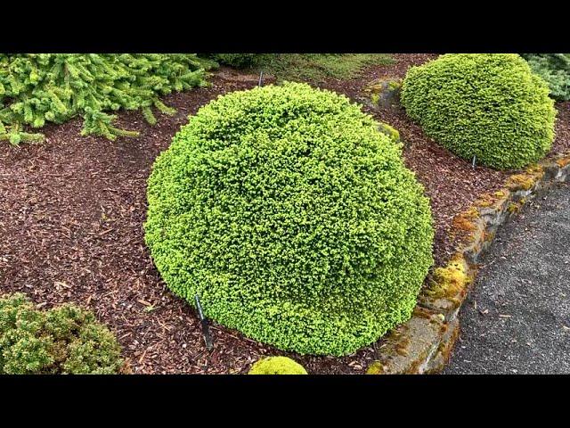 Picea Abies 'little Gem' - View 34 from www redcrocus com