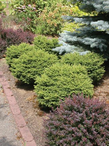 Picea Abies 'little Gem' - View 35 from www redcrocus com
