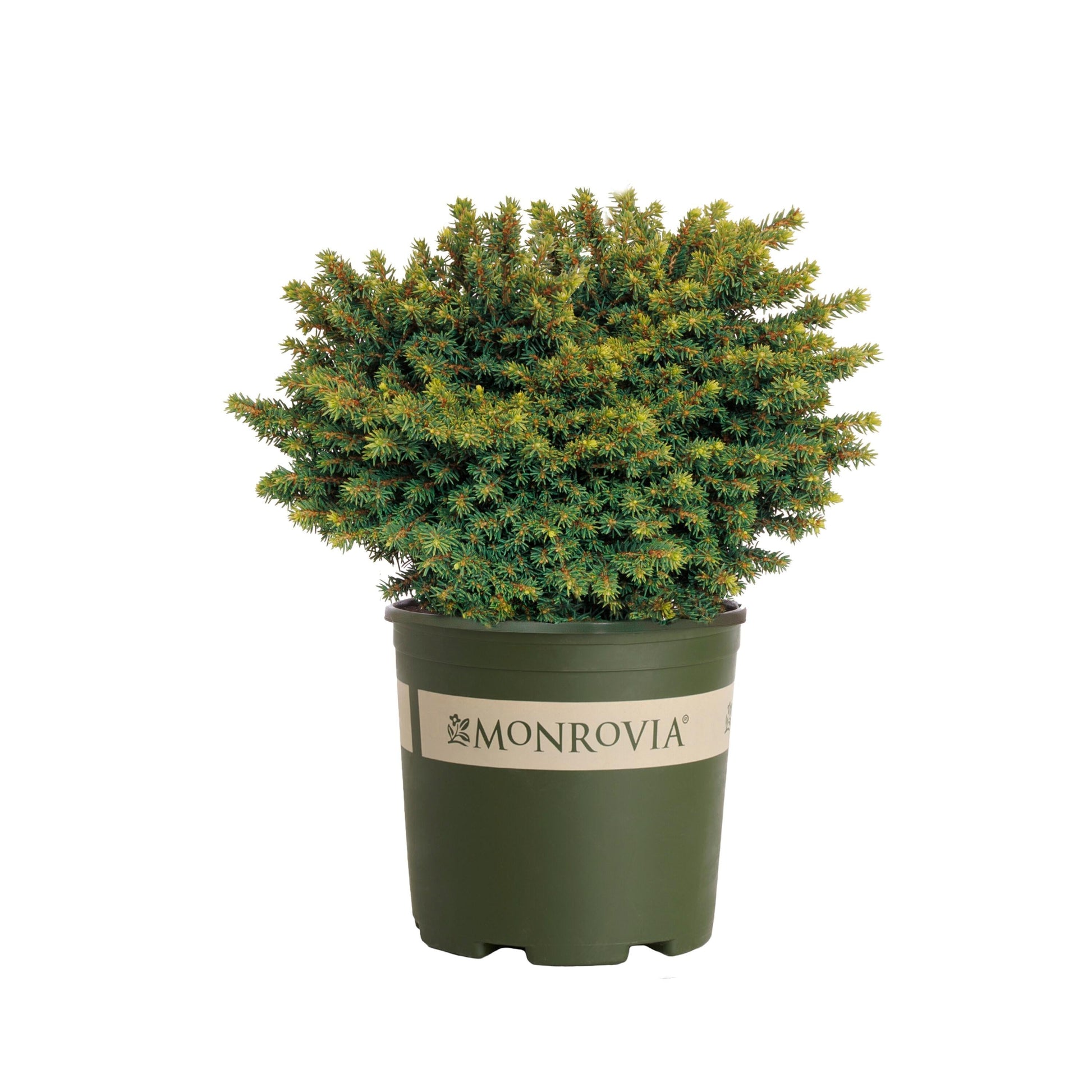 Picea Abies 'little Gem' - View 37 from www redcrocus com