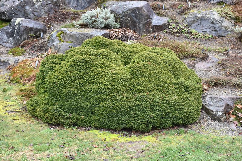 Picea Abies 'little Gem' - View 38 from www redcrocus com