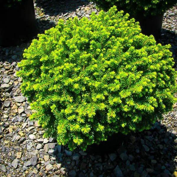 Picea Abies 'little Gem' - View 39 from www redcrocus com