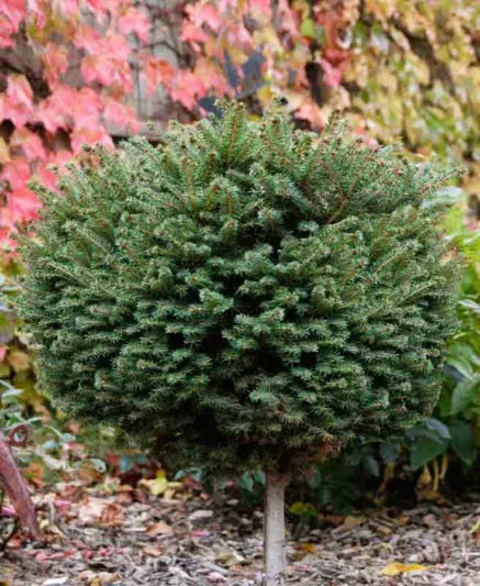 Picea Abies 'little Gem' - View 3 from www redcrocus com