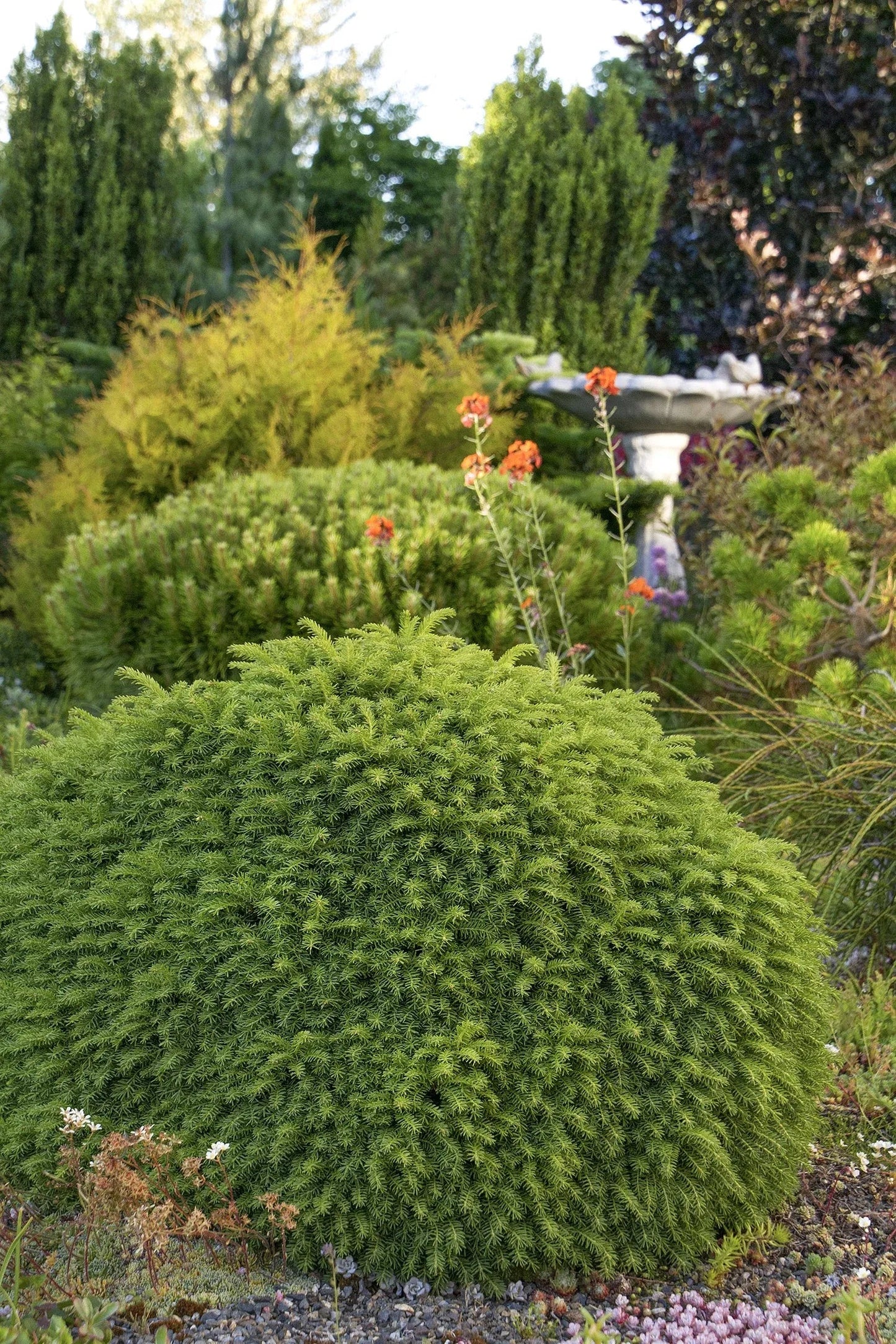 Picea Abies 'little Gem' - View 40 from www redcrocus com