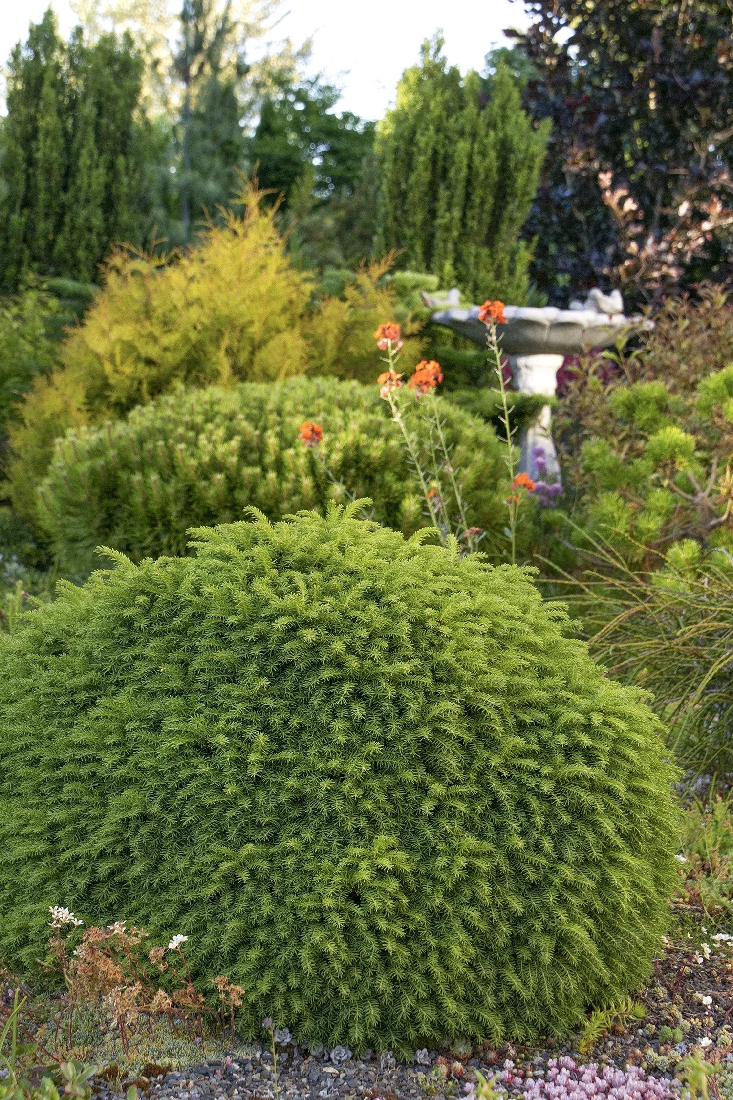 Picea Abies 'little Gem' - View 40 from www redcrocus com