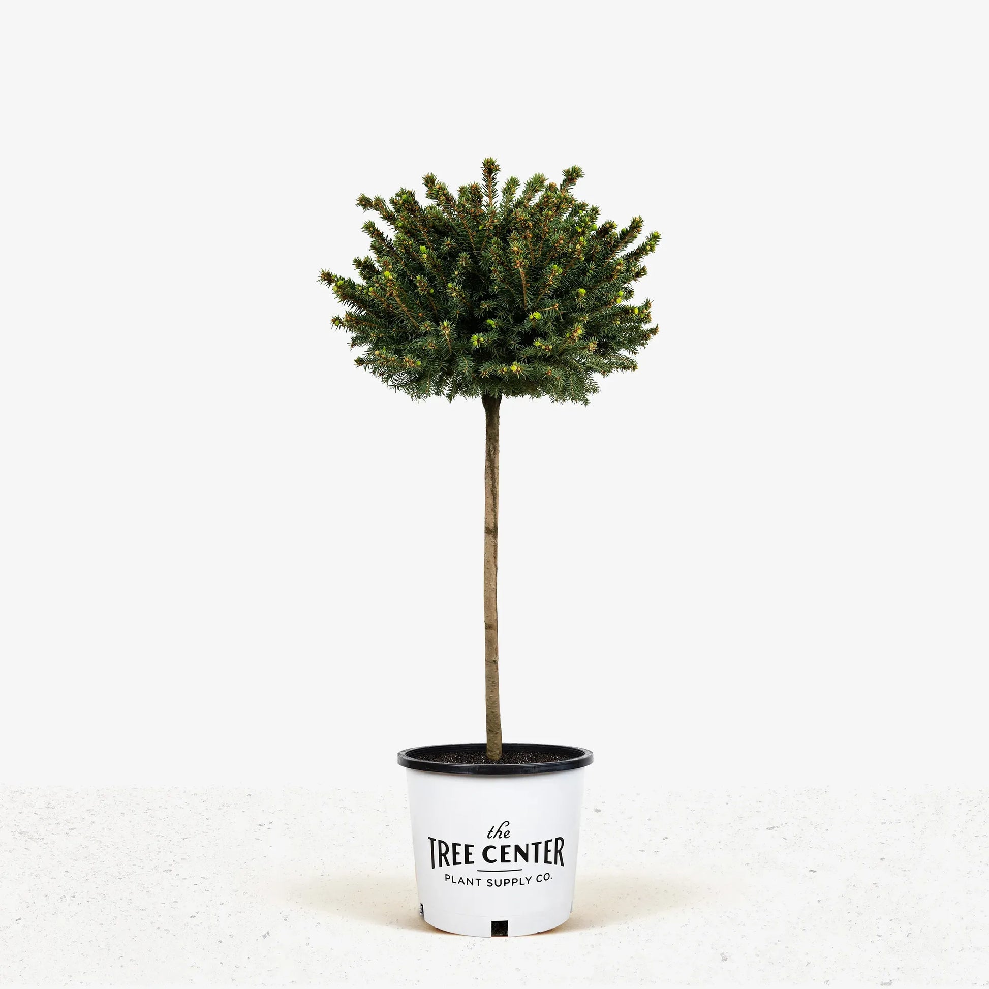 Picea Abies 'little Gem' - View 4 from www redcrocus com