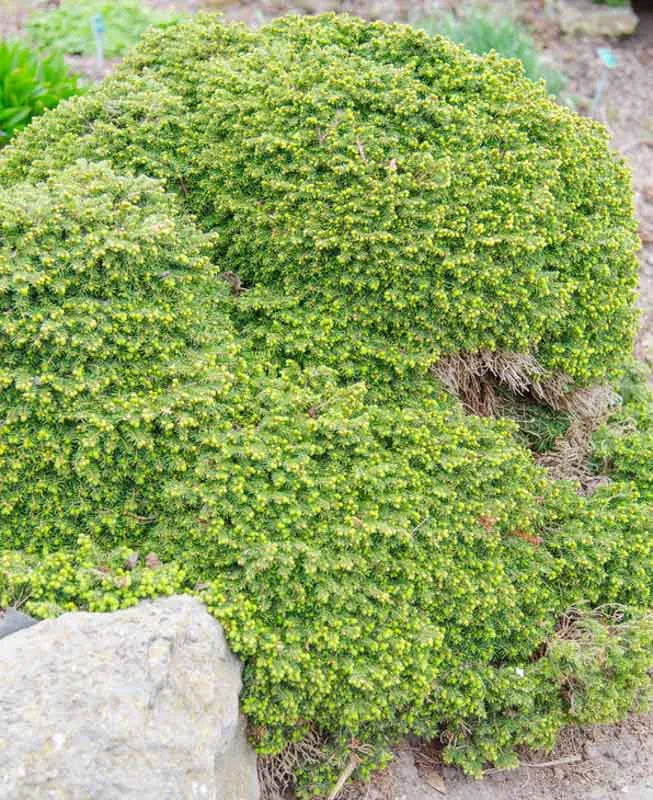 Picea Abies 'little Gem' - View 6 from www redcrocus com