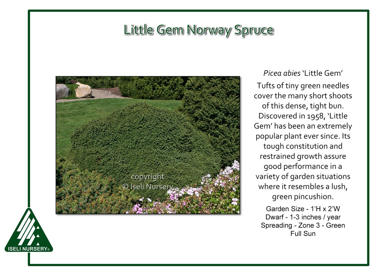 Picea Abies 'little Gem' - View 7 from www redcrocus com