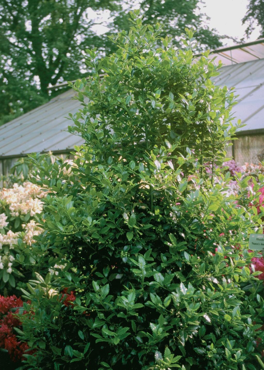 Ilex Meserveae 'castle Spire' - View 11 from www redcrocus com