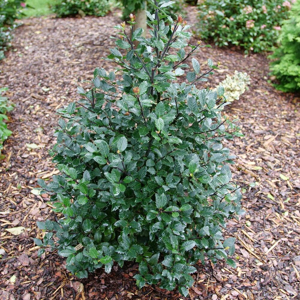 Ilex Meserveae 'castle Spire' - View 17 from www redcrocus com