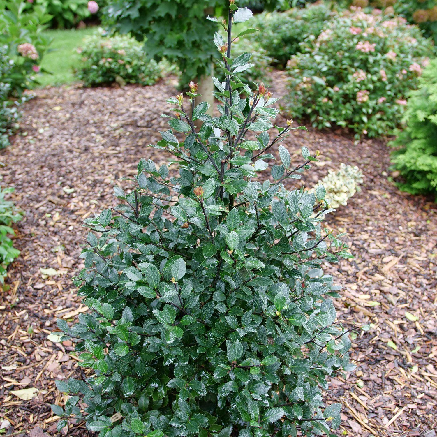 Ilex Meserveae 'castle Spire' - View 18 from www redcrocus com