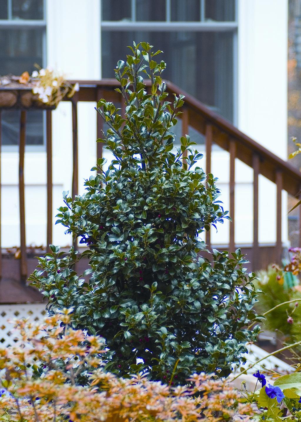 Ilex Meserveae 'castle Spire' - View 1 from www redcrocus com