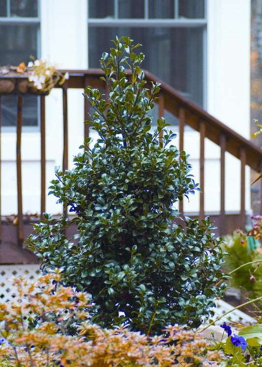 Ilex Meserveae 'castle Spire' - View 1 from www redcrocus com