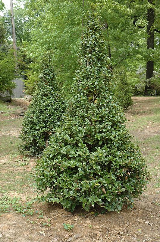 Ilex Meserveae 'castle Spire' - View 2 from www redcrocus com