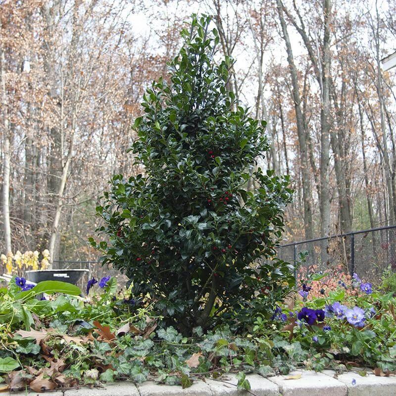 Ilex Meserveae 'castle Spire' - View 4 from www redcrocus com