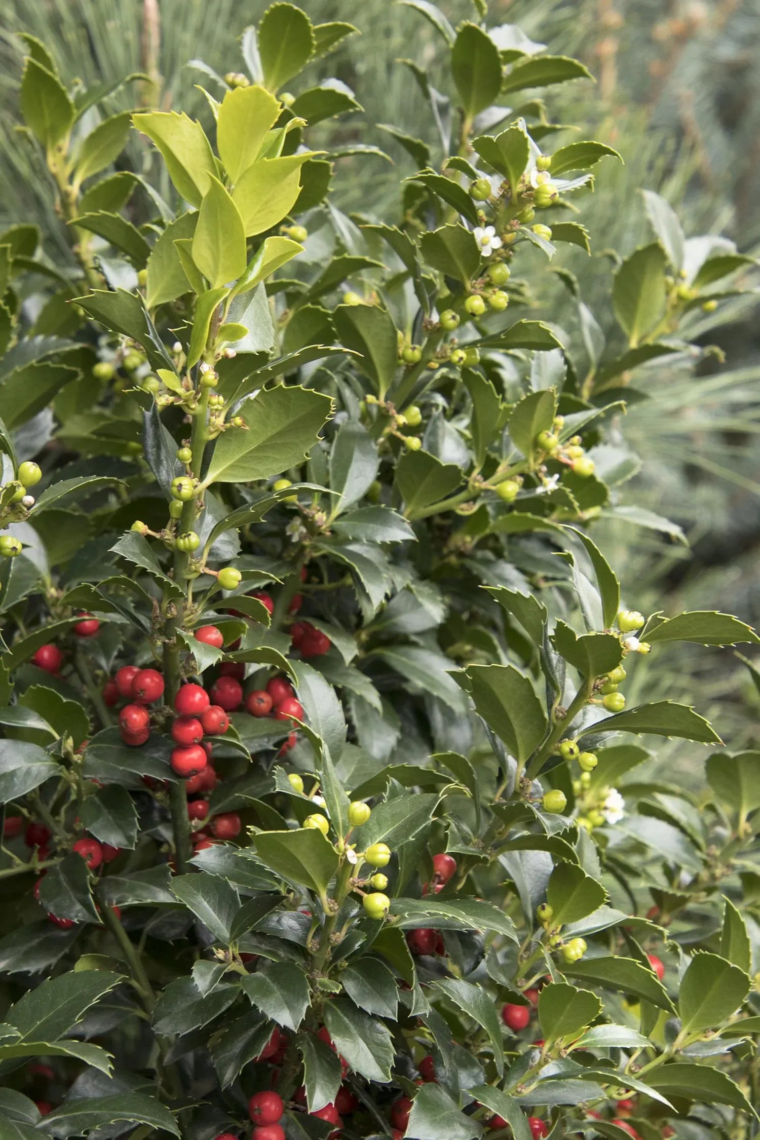 Ilex Meserveae 'castle Spire' - View 9 from www redcrocus com