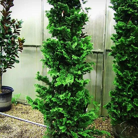 Chamaecyparis Obtusa 'well's Special' - View 12 from www redcrocus com