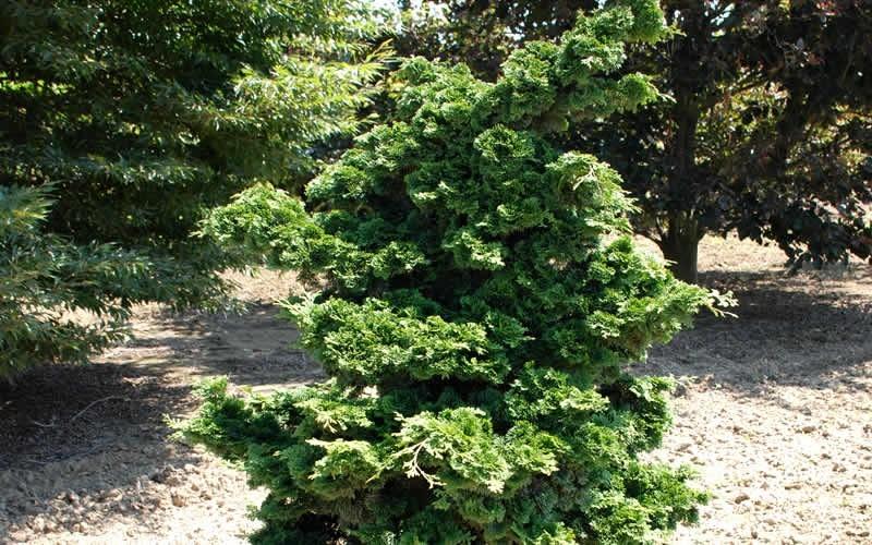 Chamaecyparis Obtusa 'well's Special' - View 13 from www redcrocus com