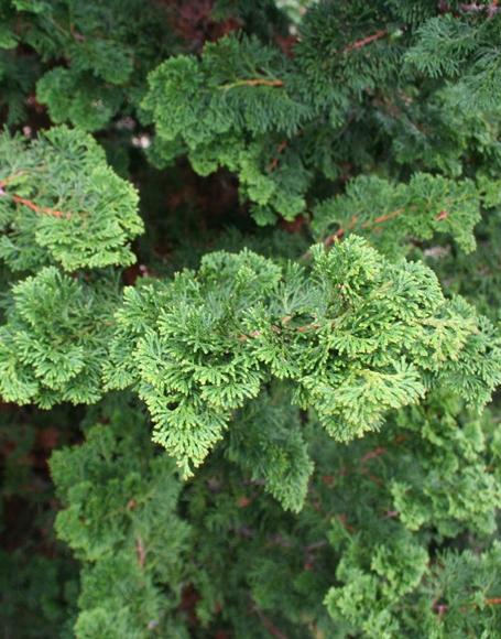 Chamaecyparis Obtusa 'well's Special' - View 15 from www redcrocus com