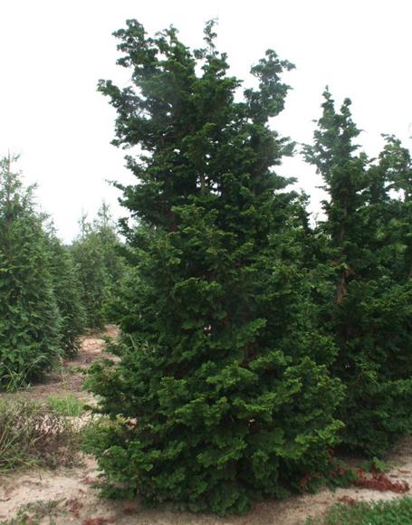 Chamaecyparis Obtusa 'well's Special' - View 18 from www redcrocus com
