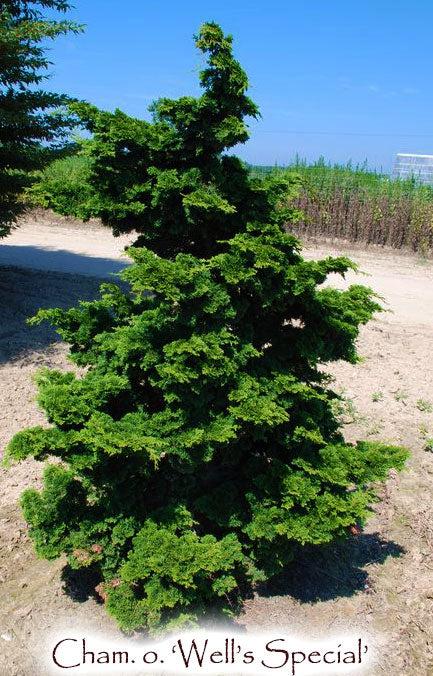 Chamaecyparis Obtusa 'well's Special' - View 1 from www redcrocus com