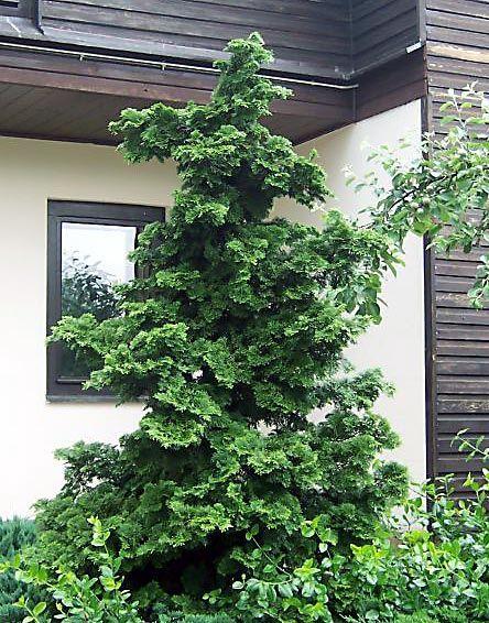 Chamaecyparis Obtusa 'well's Special' - View 22 from www redcrocus com