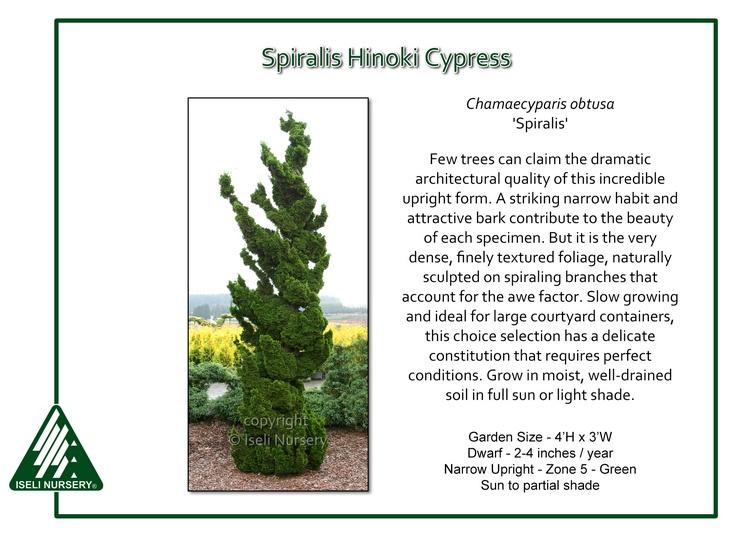 Chamaecyparis Obtusa 'well's Special' - View 23 from www redcrocus com