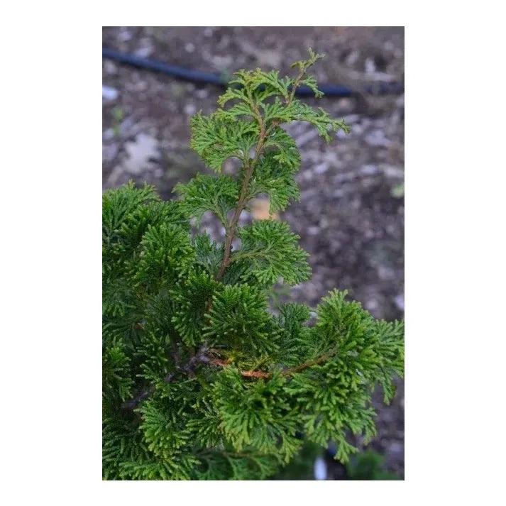 Chamaecyparis Obtusa 'well's Special' - View 25 from www redcrocus com