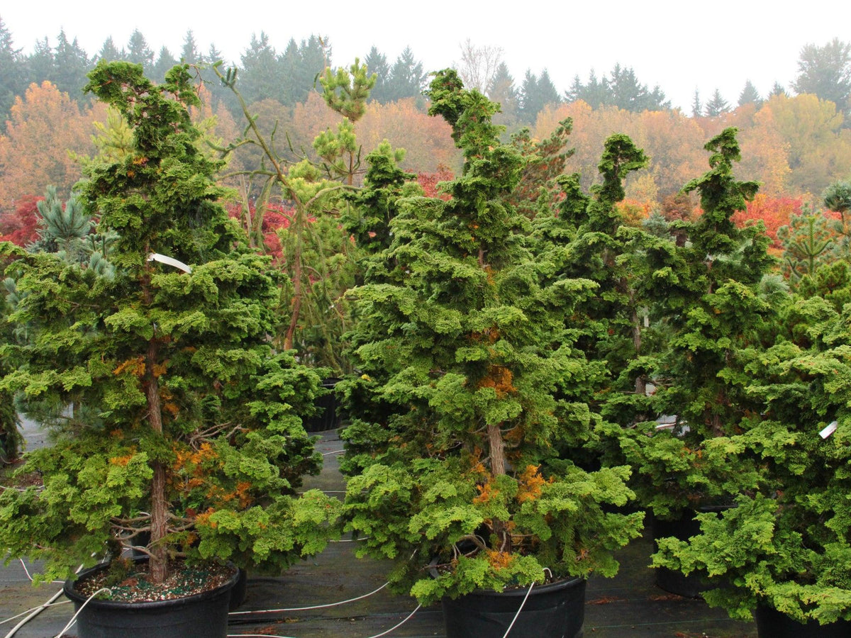 Chamaecyparis Obtusa 'well's Special' - View 36 from www redcrocus com