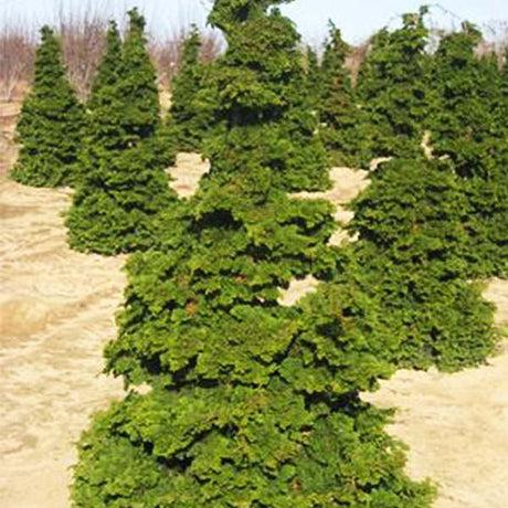Chamaecyparis Obtusa 'well's Special' - View 38 from www redcrocus com