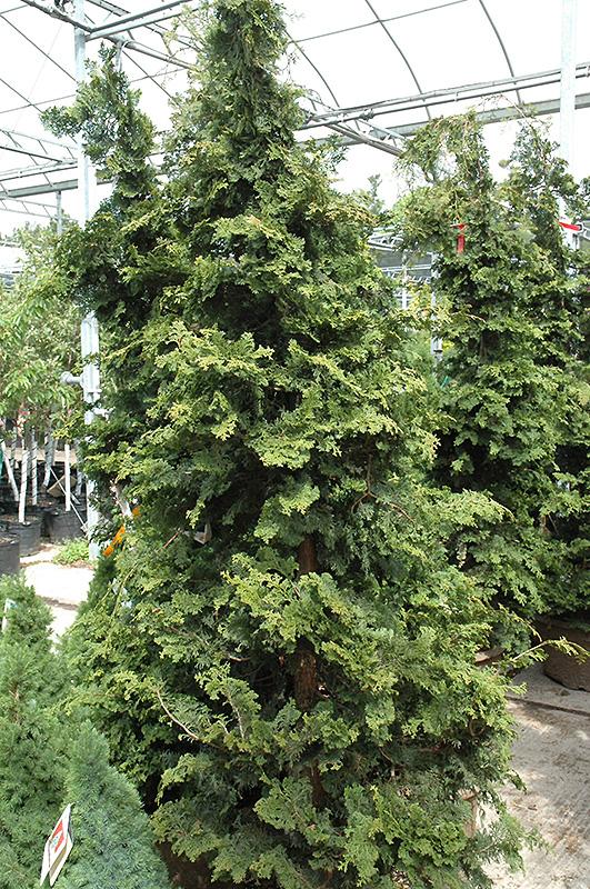 Chamaecyparis Obtusa 'well's Special' - View 4 from www redcrocus com