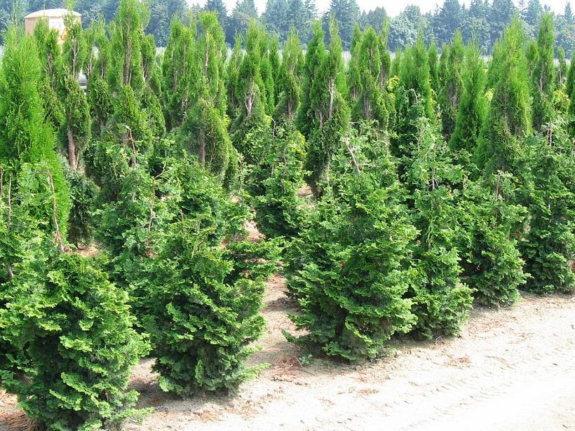 Chamaecyparis Obtusa 'well's Special' - View 6 from www redcrocus com