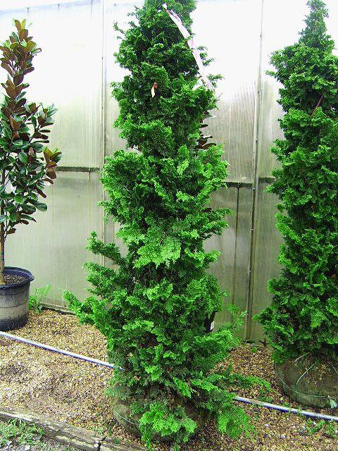 Chamaecyparis Obtusa 'well's Special' - View 7 from www redcrocus com