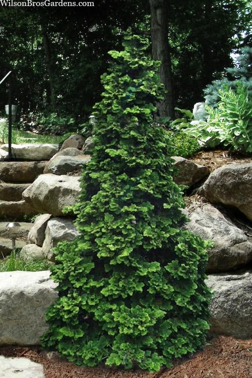 Chamaecyparis Obtusa 'well's Special' - View 8 from www redcrocus com