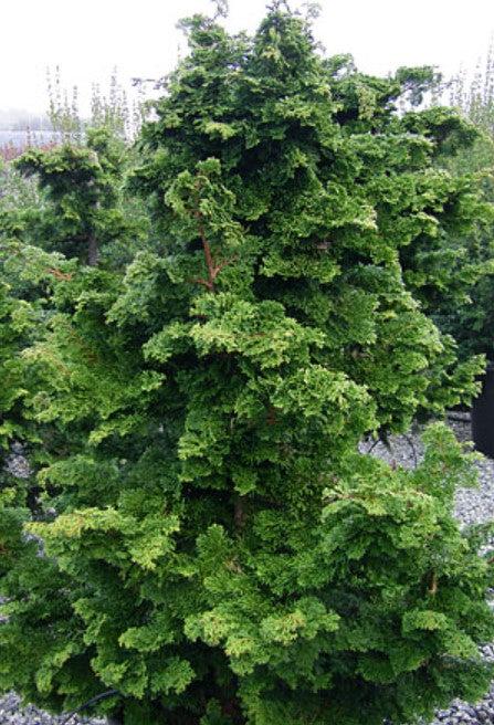 Chamaecyparis Obtusa 'well's Special' - View 9 from www redcrocus com